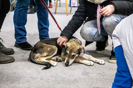 В Сокольниках прошел фестиваль «Собаки, которые любят»
