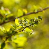 Spring Spring