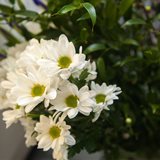 Таинственный мир японской каллиграфии