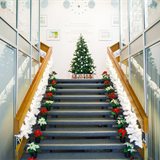 Anticipating New Year celebrations