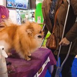 Academic Conference for Dogs and Cats Breeders Academic Conference for Dogs and Cats Breeders