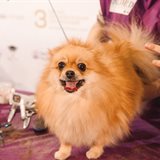 Academic Conference for Dogs and Cats Breeders Academic Conference for Dogs and Cats Breeders