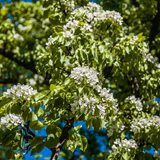 Spring Spring