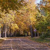 Fall Fall