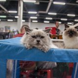 Выставка кошек, продажа котят всех пород «КоШарики Шоу» Выставка кошек, продажа котят всех пород «КоШарики Шоу»