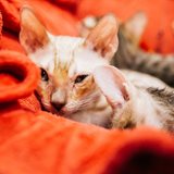 «Зимняя сказка». Выставка кошек памяти Людмилы Есиной 