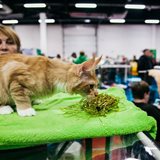Winter Fairy Tale: cat show in memory of Ludmila Esina Winter Fairy Tale: cat show in memory of Ludmila Esina