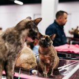 «Зимняя сказка». Выставка кошек памяти Людмилы Есиной «Зимняя сказка». Выставка кошек памяти Людмилы Есиной