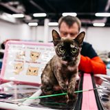 Winter Fairy Tale: cat show in memory of Ludmila Esina