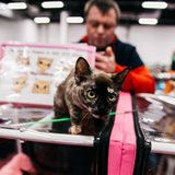 Winter Fairy Tale: cat show in memory of Ludmila Esina