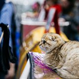 Winter Fairy Tale: cat show in memory of Ludmila Esina Winter Fairy Tale: cat show in memory of Ludmila Esina