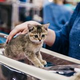 Winter Fairy Tale: cat show in memory of Ludmila Esina Winter Fairy Tale: cat show in memory of Ludmila Esina