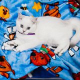 Winter Fairy Tale: cat show in memory of Ludmila Esina