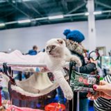 KoShariki Show cat show and kitten sale KoShariki Show cat show and kitten sale