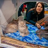 《猫之Show》全品种猫咪展销会