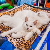 KoShariki Show cat show and kitten sale KoShariki Show cat show and kitten sale