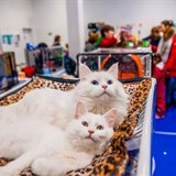 《猫之Show》全品种猫咪展销会