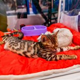 Выставка кошек, продажа котят всех пород «КоШарики Шоу» Выставка кошек, продажа котят всех пород «КоШарики Шоу»