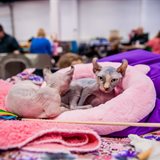 《猫之Show》全品种猫咪展销会 《猫之Show》全品种猫咪展销会