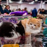 《猫之Show》全品种猫咪展销会