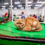 《猫之Show》全品种猫咪展销会 《猫之Show》全品种猫咪展销会