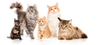 media.organizer.imagelinktitleformat media.organizer.imagealternatetextformat