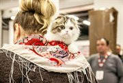 Выставка кошек «Мистер Кот»